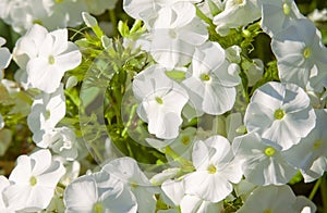 White phlox