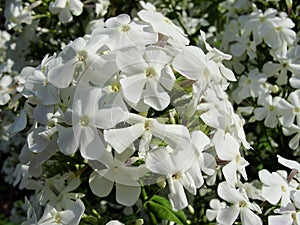 White phlox background under the sun. It is theme of seasons. Beautiful flowering Phlox paniculata