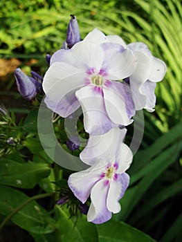 White phlox background under the sun. It is theme of seasons. Beautiful flowering Phlox paniculata