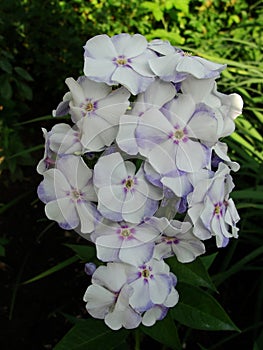 White phlox background under the sun. It is theme of seasons. Beautiful flowering Phlox paniculata