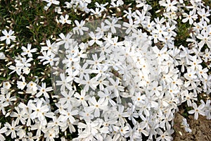 White phlox