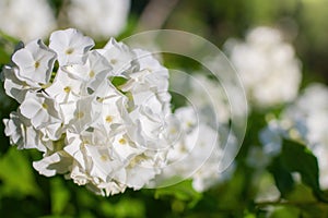 White phlox flower close up