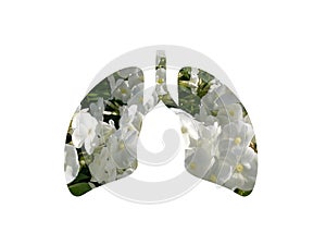 White Phlox flower in garden. Shot through the cut out silhouette of the lungs