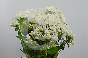 White Phlox paniculata on white background