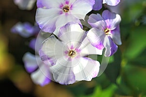 White phloxes. Cultivated flower.