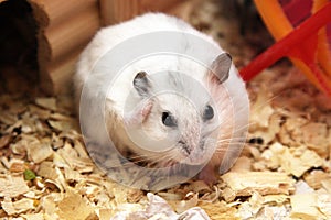 White phodopus hamster