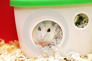 White phodopus hamster