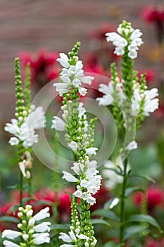 White Physostegia flowers with Red Monada flowers at the background photo