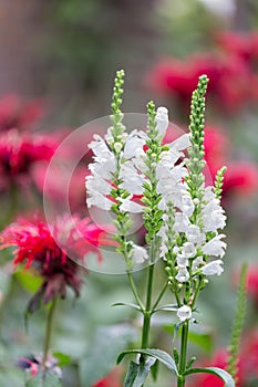 White Physostegia flowers with Red Monada flowers at the background photo