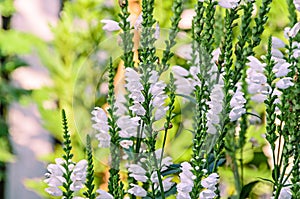 White Physostegia virginiana, Crown of Snow, bushes of wild white flowers, Crystal Peak White.