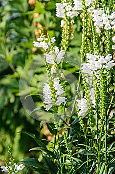 White Physostegia virginiana, Crown of Snow, bushes of wild white flowers, Crystal Peak White.