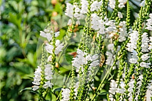 White Physostegia virginiana, Crown of Snow, bushes of wild white flowers, Crystal Peak White.