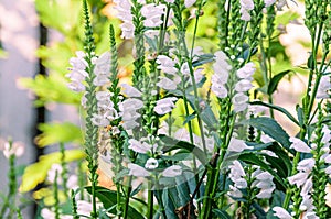 White Physostegia virginiana, Crown of Snow, bushes of wild white flowers, Crystal Peak White