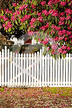 White picket fence photo