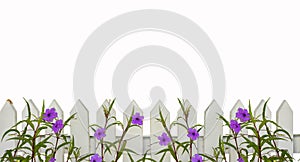 White picket fence border with purple flowers border isolated on white with space for copy above - will tile horizontally photo