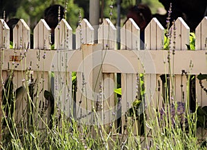 White picket fence in a field