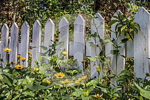 White picket fence and flowers