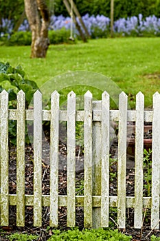 White picket fence and green grass in a home garden or park. Closeup of wooden gate post covered in moss in a lush