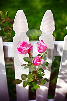 White picket fence and pink roses