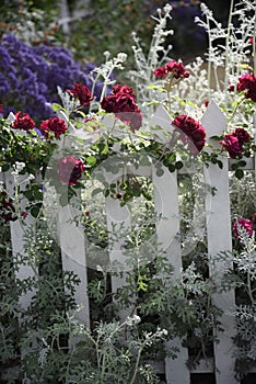 Picket fence with roses