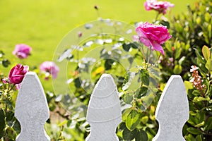 White picket fence and roses