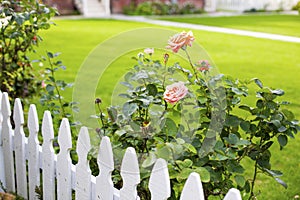 White picket fence and roses