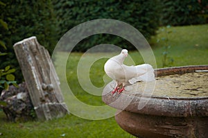 White pidgeon