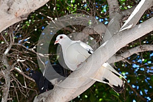 White pidgeon sitting on a branch looking down at you