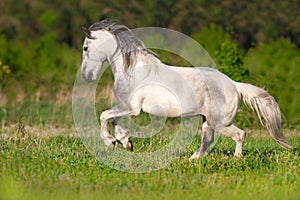 White piebald horse