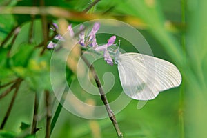 Pieridae butterfly photo