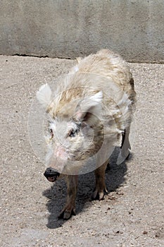 White pig at the farm