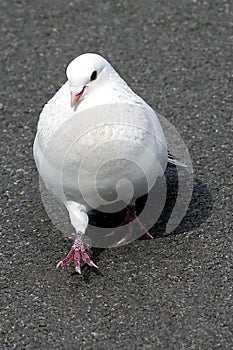 White pigeon-1