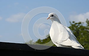 White pigeon