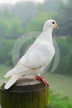 White pigeon