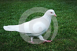 White pigeon