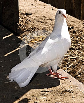 White Pigeon