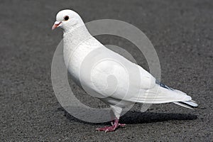 White pigeon