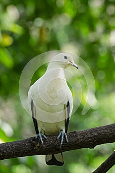 White Pigeon.