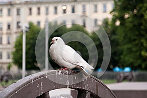 The white pigeon