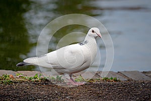 White pigeon on footpath