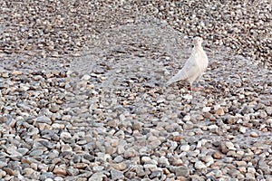 White pigeon ashore with stones pebble during a decline