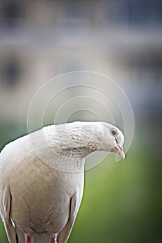 White pigeon bending head