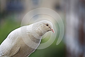 White pigeon on blurred background