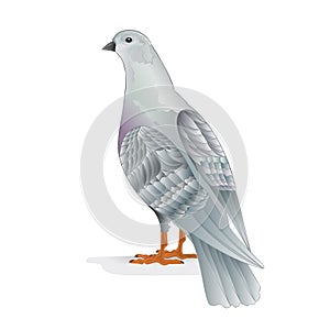 White pigeon breeding bird domestic breeds sports bird on white background vintage vector animals illustration for design edi