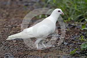 White pigeon, Columba livia domestica