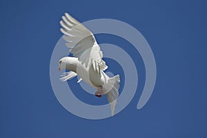 White pigeon (Columba livia f. domestica)