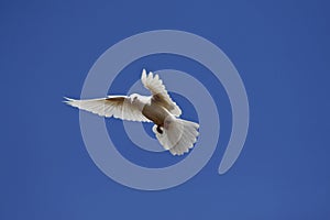White pigeon (Columba livia f. domestica)