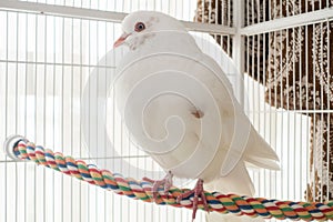 White pigeon or dove