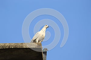 White pigeon or dove close display with sky background