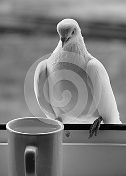 White pigeon dove drink water rest cup of water black and white pigeon dove window